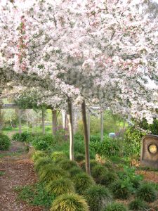 spring blossoms adelaide hills