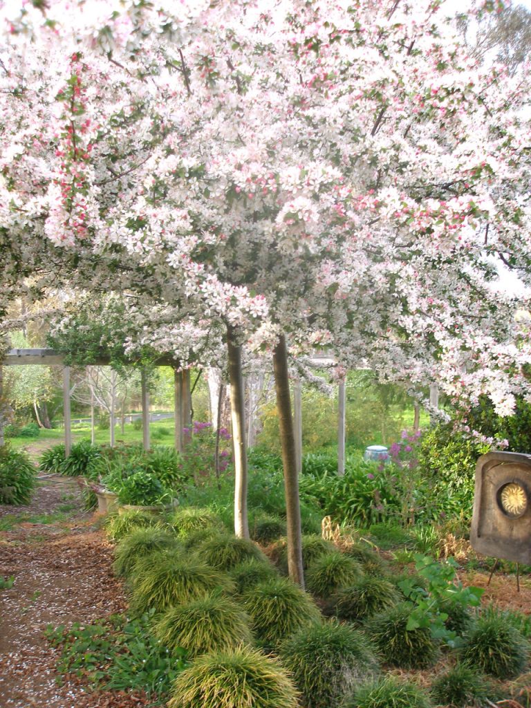 spring blossoms adelaide hills